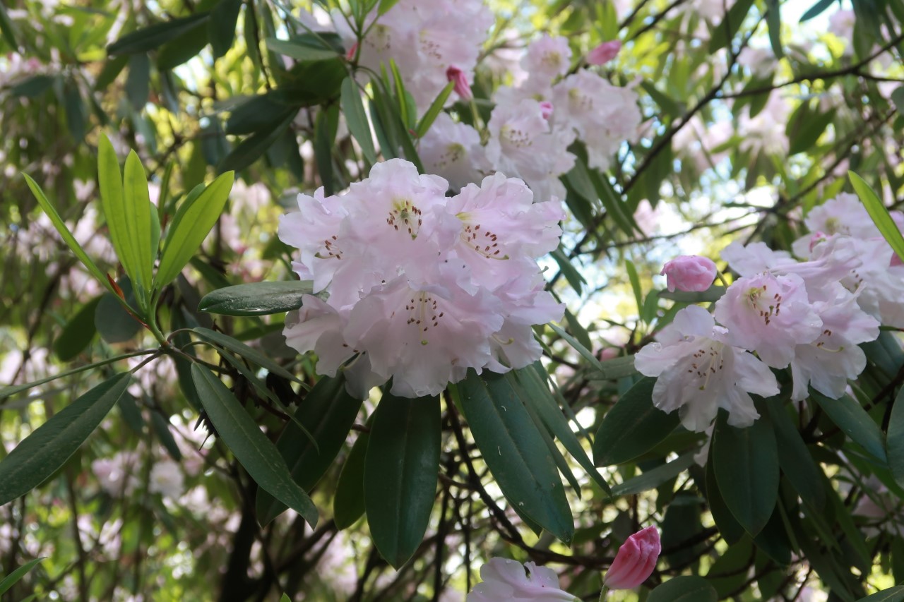 R. fortunei ssp. discolor Houlstonii Group 'Random Harvest' W648A